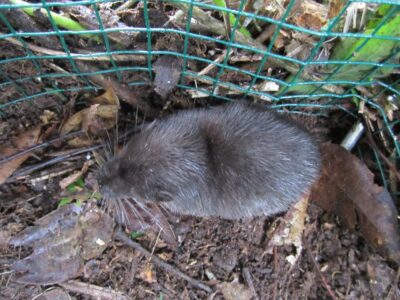 dwergotterspitsmuis (2)