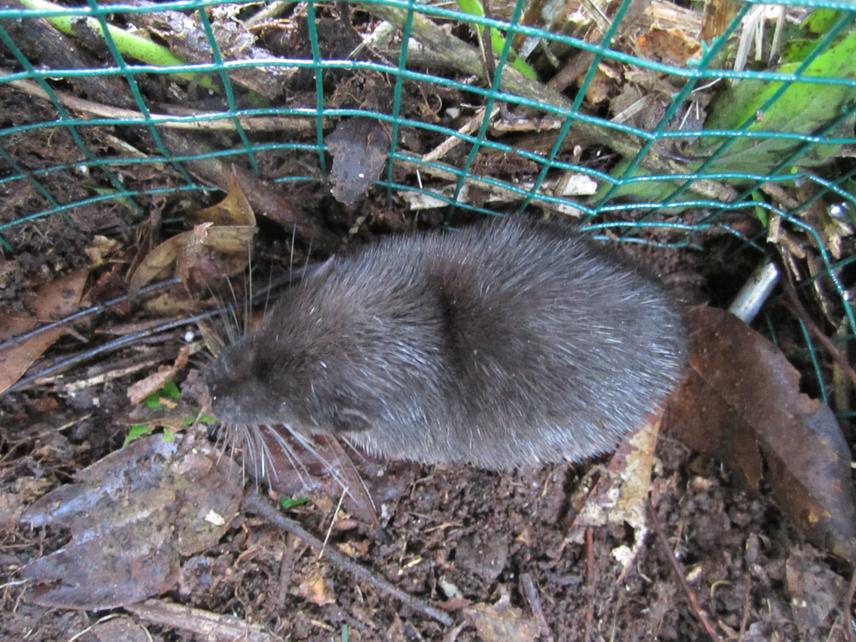 dwergotterspitsmuis (2)
