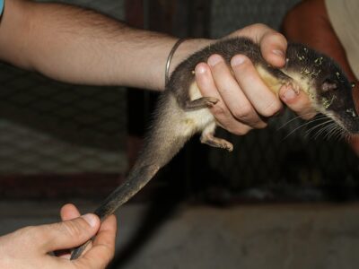 grote otterspitsmuis (2)