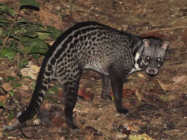 malabarcivetkat (1)