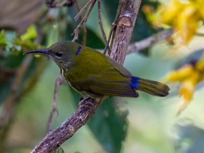 purpernekspinnenjager (3)