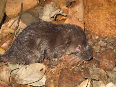 rwenzoriotterspitsmuis