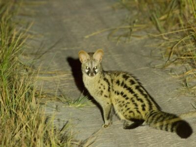 miombogenet (2) miombogenet (2)