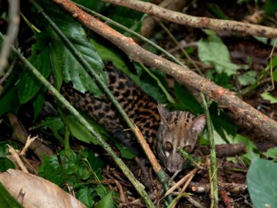 servalgenet servalgenet
