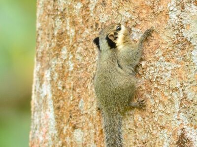 Aziatische dwergeekhoorn (1)