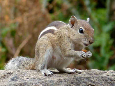 Indische palmeekhoorn (2)