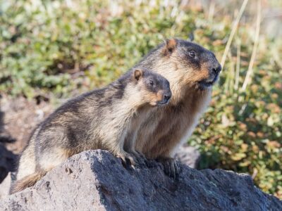 kamtsjatkamarmot (2)