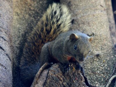 roodbuikeekhoorn (3)