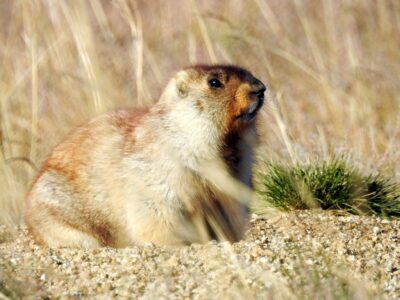 tarbaganmarmot (3)