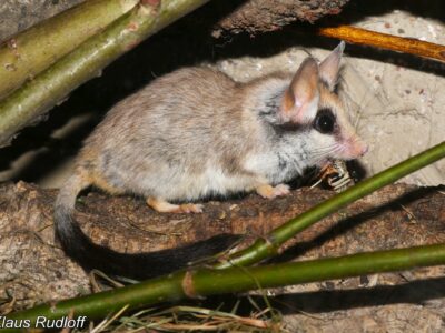 Aziatische woestijnslaapmuis (1)