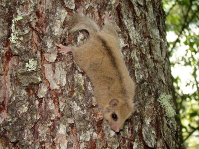 Japanse slaapmuis (3)