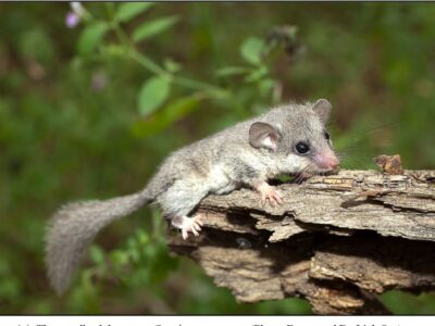 penseelstaartslaapmuis (4)