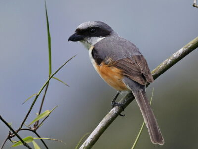 Filipijnse klauwier (1)