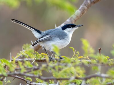 amazonemuggenvanger (1)