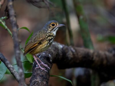 altaflorestamierpitta (2)