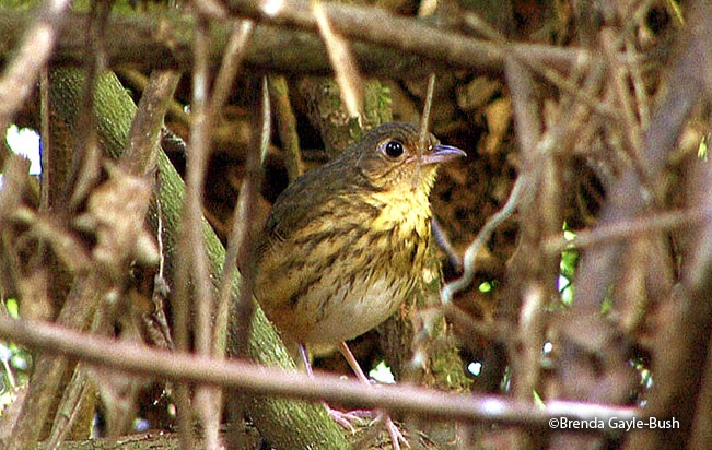 amazonemierpitta (1)