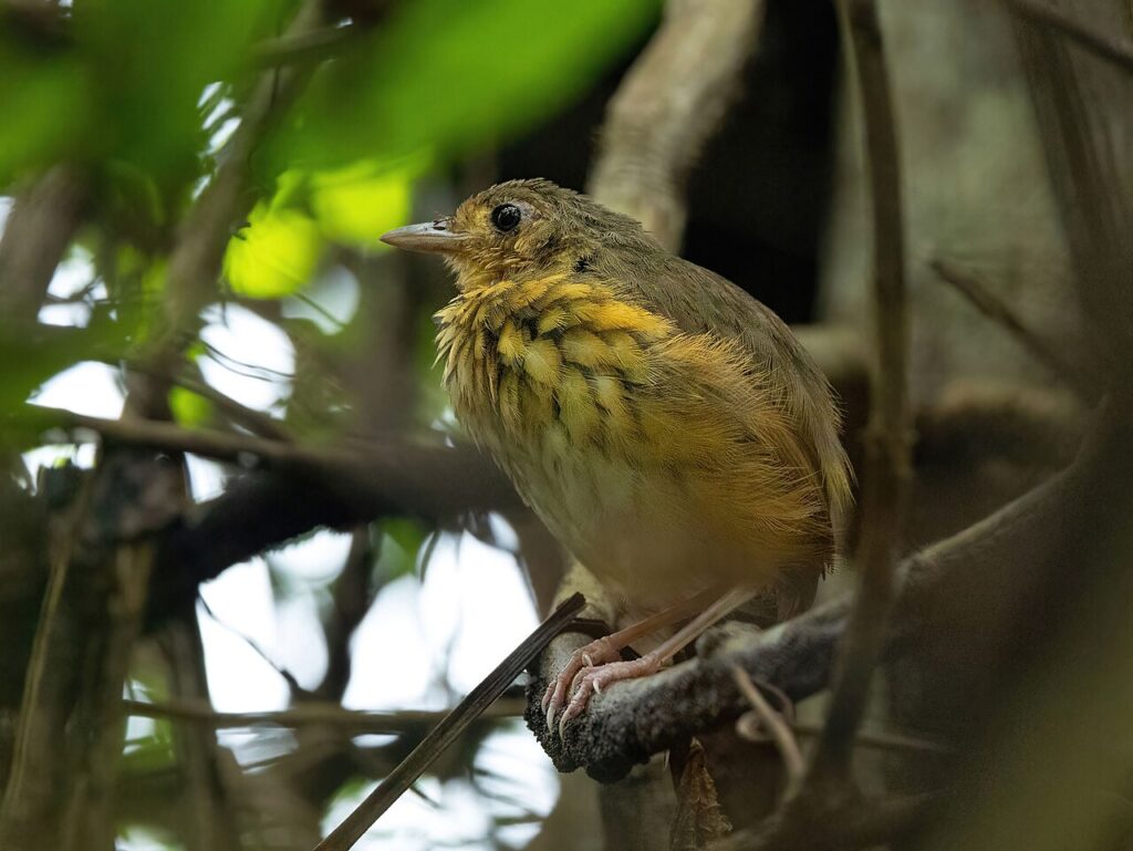 amazonemierpitta (2)