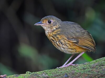amazonemierpitta (3)