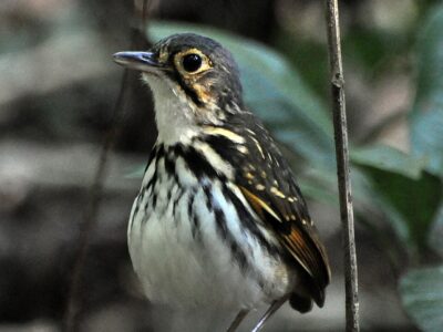 brilmierpitta (3)