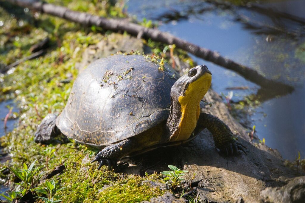 Amerikaanse moerasschildpad (2)