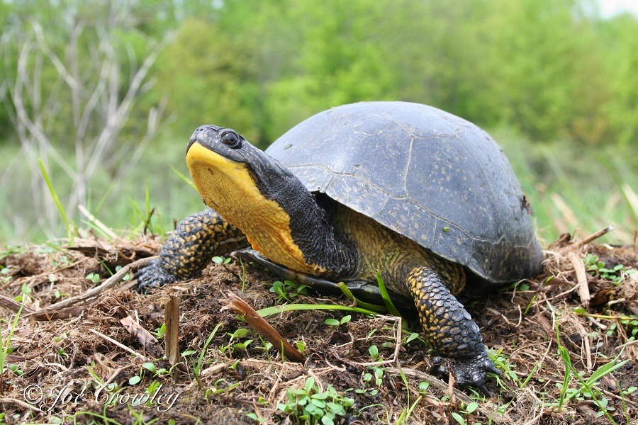 Amerikaanse moerasschildpad (3)