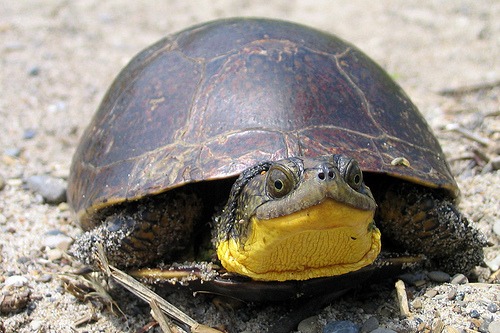 Amerikaanse moerasschildpad (4)