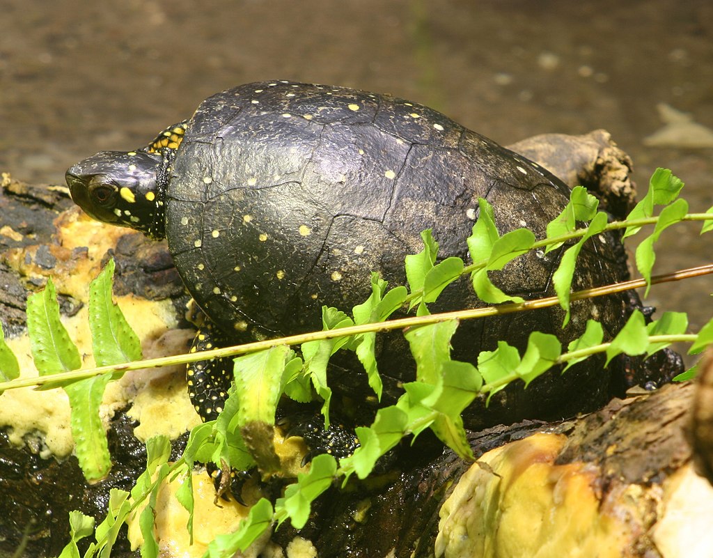 druppelschildpad (2)