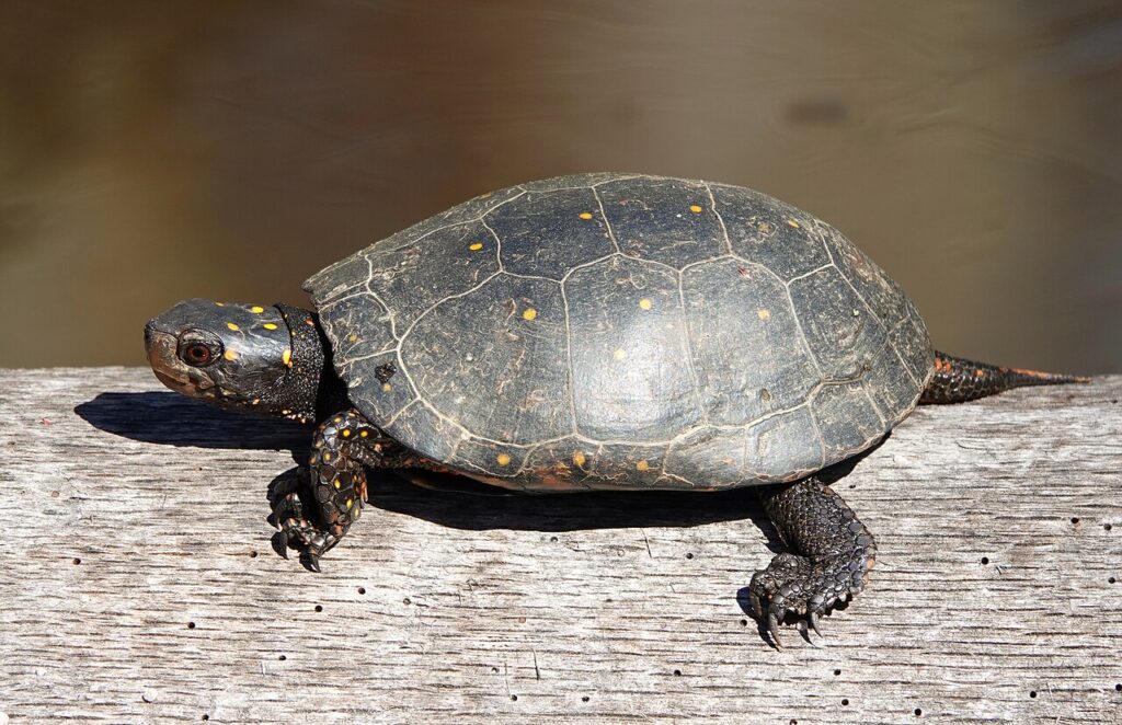 druppelschildpad (3)