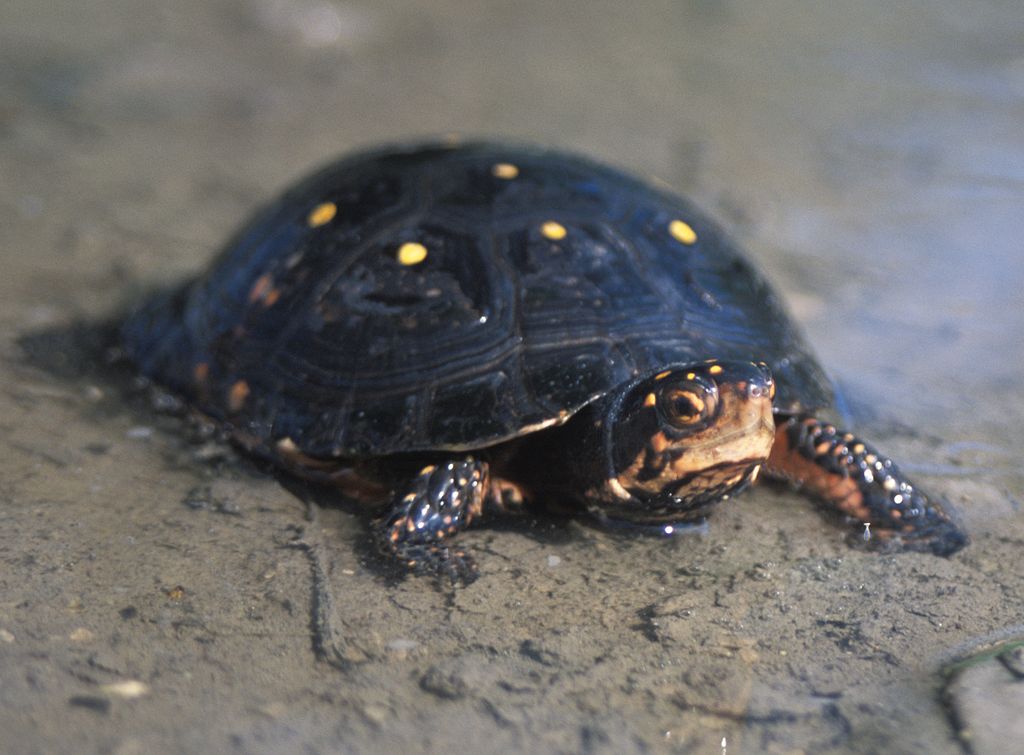 druppelschildpad (4)