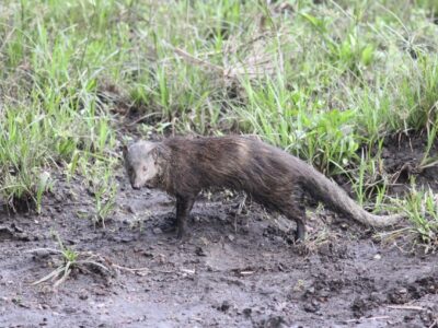 langsnuitmangoeste (2)