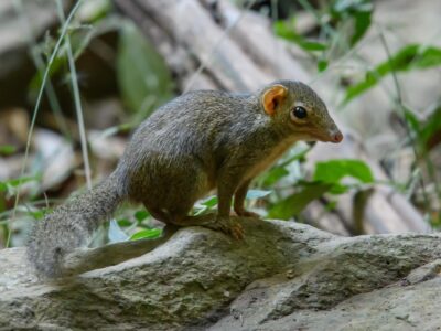 Belangers toepaja (3)