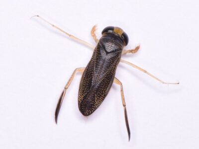 baardduikerwants (2)