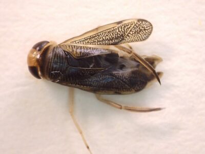 Sigara stagnalis - M 6 mm (Chapelle Ste Anne- SDt Broladre 35- 7/1/2021)