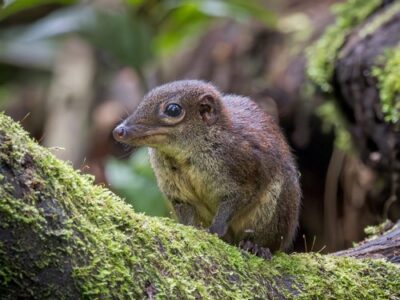 getekende toepaja (1)