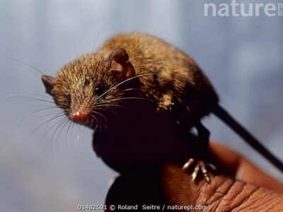 Lesser long-tailed shrew tenrec (Microgale longicaudata) held by researcher. Captive, endemic to Madagascar.