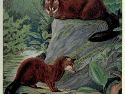 watercivetkat watercivetkat
