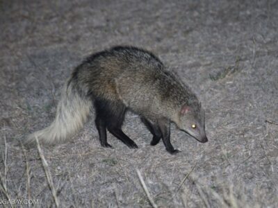 witstaartmangoeste (2)