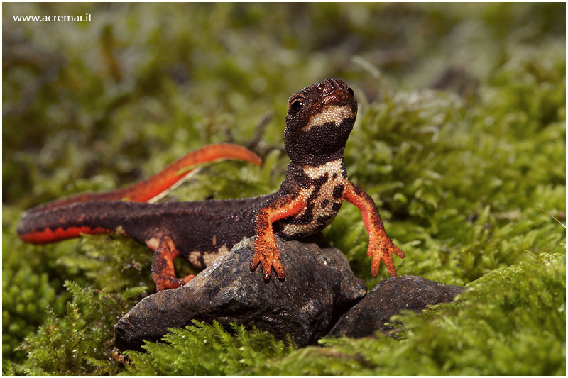 brilsalamander