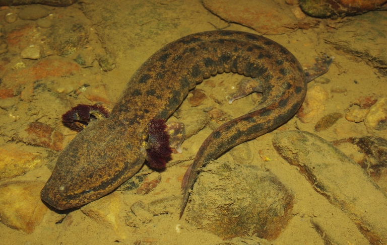 mudpuppy