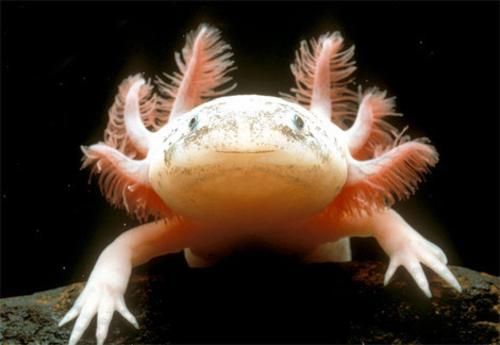 olm