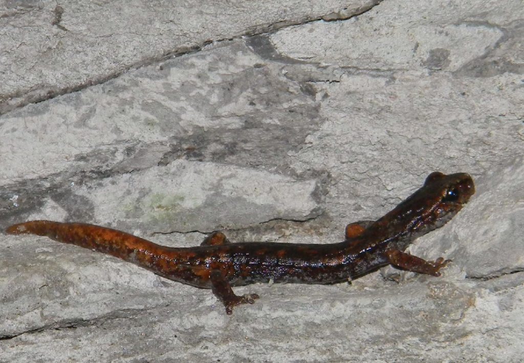 Italiaanse grottensalamander
