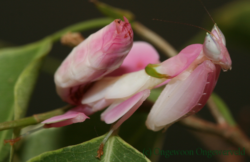 orchidee-bidsprinkhaan – het diertje van de dag