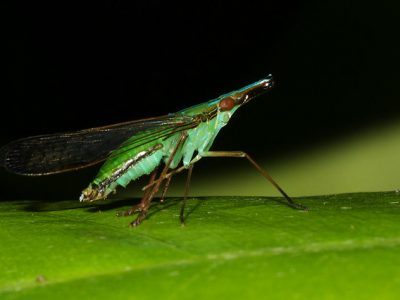 lantaarndragers (2)