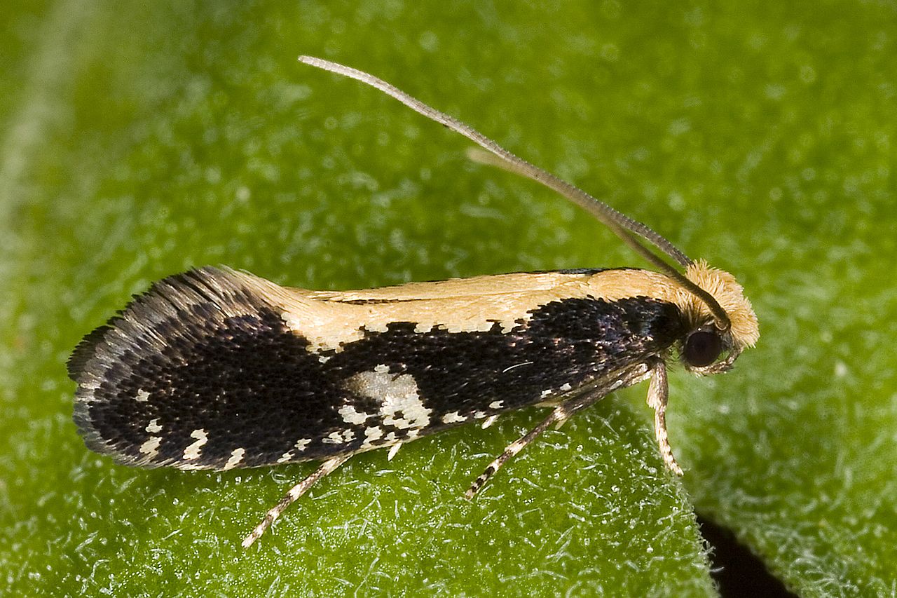 geel-kijgaatje-1
