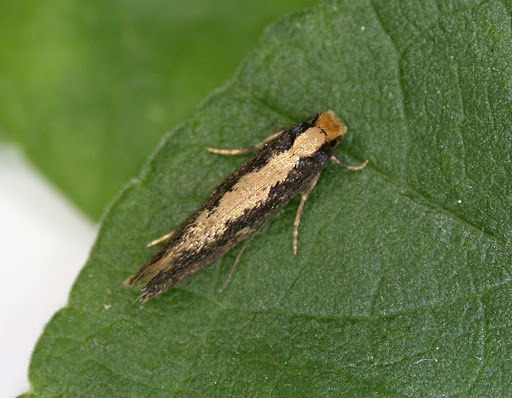 geel-kijgaatje-2