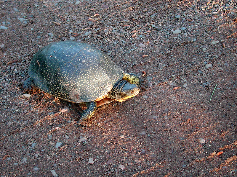 Amerikaanse moerasschildpad