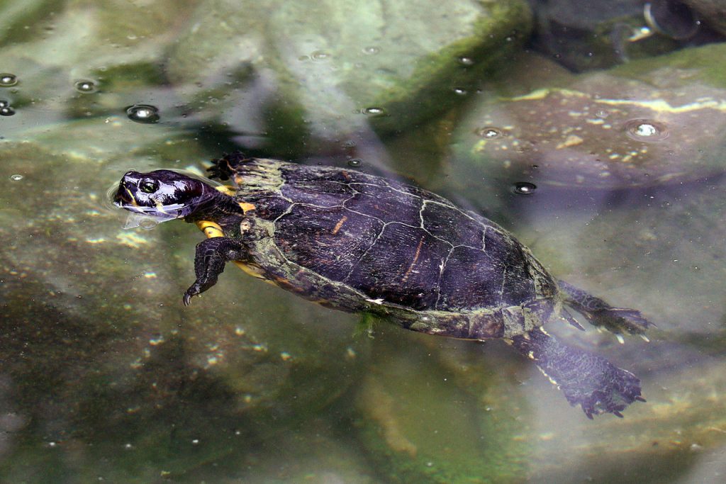 Antiliaanse sierschildpad