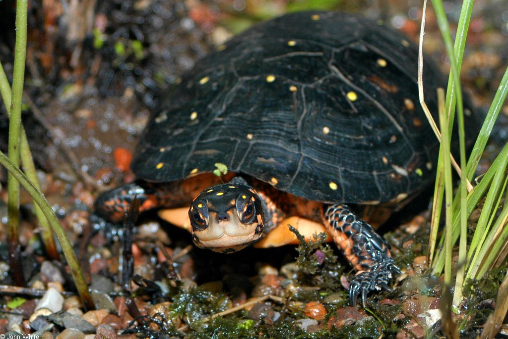 druppelschildpad