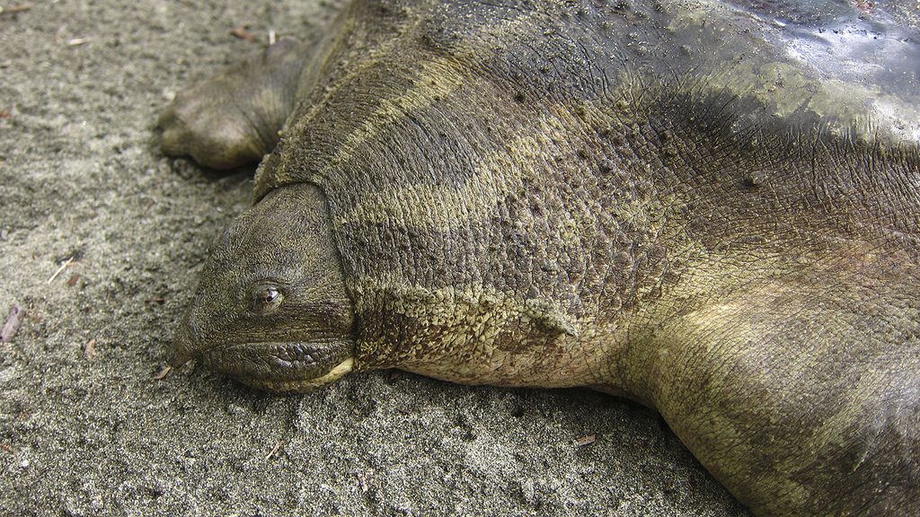 Bibrons reuzenweekschildpad