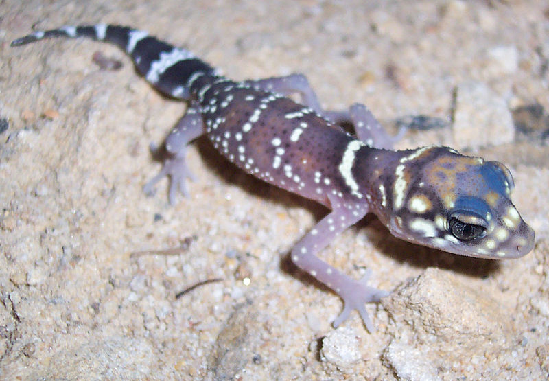 Australische dikstaartgekko
